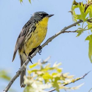 Close-up wildlife photograph of a Kirtland's warbler perched on a diagonal branch in spring foliage. The bird's vivid yellow breast, gray head, and streaked plumage are sharply in focus against a smooth blue background with out-of-focus leaves. The composition emphasizes the bird's delicate features and natural woodland habitat.