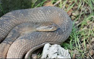 A brown-gray watersnake rests coiled on the ground among grass, rocks, and leaf litter. The snake's body forms several overlapping loops, revealing rows of smooth, tightly packed scales with subtle darker patterning. Its head is positioned on top of the coils, facing slightly to the right, with a visible round eye and closed mouth. Soft natural light highlights the texture of the scales and the surrounding vegetation.