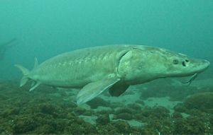 An underwater photograph showing a large lake sturgeon swimming from left to right above a rocky lakebed. The fish has a long, torpedo-shaped body, a pointed snout, and several whisker-like barbels hanging beneath its mouth. Its pale gray-green coloration blends with the blue-green water, while large pectoral fins and a distinctive tail are visible. Rocks and patches of sediment cover the bottom beneath the fish.