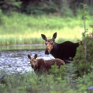 Wildlife photograph showing a moose cow and calf beside a pond in a forested area. The calf stands among tall grasses in front of the adult moose, which emerges from dense greenery near the shoreline. The water reflects muted tones of the surrounding landscape, and the softly focused trees and marsh vegetation in the background add depth to the image. 