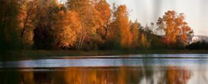 A tranquil lakeside landscape showcases a forest glowing with fall color. Tall deciduous trees with golden-yellow and deep orange leaves stand along the shoreline, catching the warm light of the sun. Their reflections ripple gently across the lake, creating an abstract pattern of amber, orange, and gold on the water's surface. Grasses and wetland vegetation fringe the shoreline, while darker evergreen and shadowed trees add contrast among the bright foliage. The image captures the peaceful beauty of an autumn day at a forested lake.