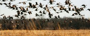 A large flock of sandhill cranes flies low over a golden grassland, their outstretched wings silhouetted against a pale sky. The cranes fill the air above a field of tall, dried grasses, with a line of leafless trees forming the backdrop in the distance.
