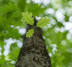 Northern Red Oak