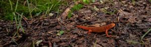 A bright red, small salamander on a forest floor. 
