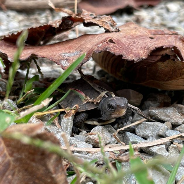 A young box turtle peeks out from beneath a curled brown leaf, resting among small gray stones, dried plant stems, and green blades of grass. The turtle's dark shell and textured skin blend into the leaf litter, while its head and front leg are visible as it shelters in the shaded space below the leaf.