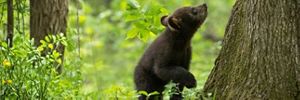 A black bear cub stands on its hind legs and looks up at a tree. It is surrounded by lush greenery.