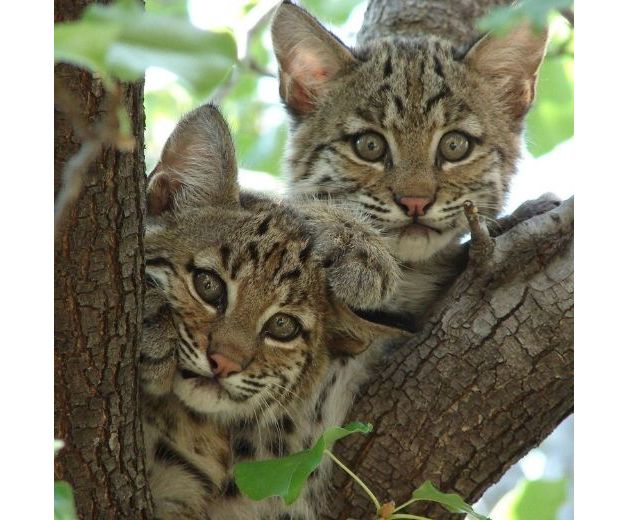 Two bobcat cubs cuddling in the crook of two branches in a tree. 