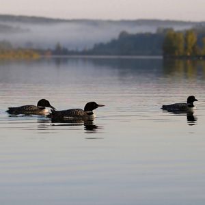 A tranquil lakeside scene shows three common loons floating on still water beneath a hazy sky. The loons' striking black-and-white plumage contrasts with the subtle gray and blue tones of the lake. Two birds remain close together while a third swims farther away, creating a sense of space across the open water. The lake's surface is smooth except for the circular ripples trailing behind the birds. Along the horizon, a distant tree-lined shoreline is partially veiled by low-lying fog, giving the image a soft, atmospheric quality. The composition highlights the quiet beauty of a northern lake and the iconic waterbirds that inhabit it.