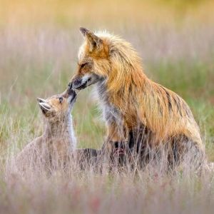 A red fox kisses its baby. 