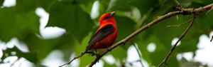 A bright red bird with black wings perched on a branch amid green leaves. 