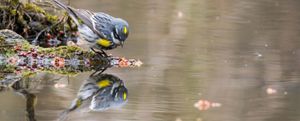 A yellow-rumped warbler with gray, black, and white plumage and bright yellow patches on its crown and side stands on a moss-covered branch at the edge of a calm pool. The bird leans forward toward the water, creating a clear reflection below. Small red berries and bits of plant material dot the branch, while the softly blurred water surface fills the background with muted tan and gray tones.
