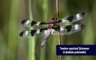 A dragonfly with white and brown spotted wings perched on a thin twig.