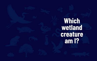 A dark blue graphic with faint icons of various wetland plants and animals on it with the words 'Which wetland creature am I?' written on it. 