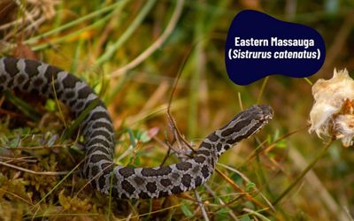 A grey snake with dark spots crawling over grassy plants.
