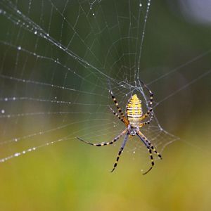 A yellow, black, and white striped spider hanging head down on a large web against a blurred green background. 