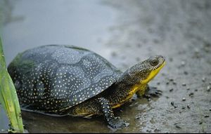 A dark turtle with a bright yellow throat and yellow dots on its shell standing on muddy ground with green leaves in the corner. 