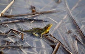 A small salamander sitting among plant leaves in shallow water. 