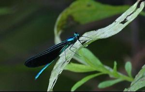 A thin blue insect with black wings on a green leaf.