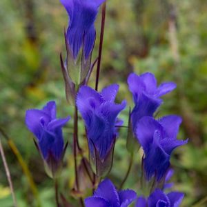 Bright purple-blue blooms in a cluster against a blurred green background. 