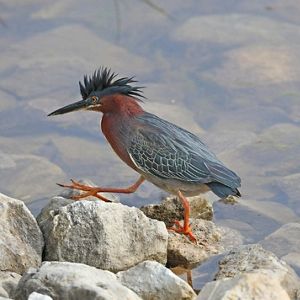 A brown and blue bird with bright orange legs and feathers wetly spiked on its head walks across large stones next to clear water. 