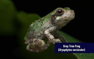 A small green and white frog clinging to the edge of a leaf against a dark background. 