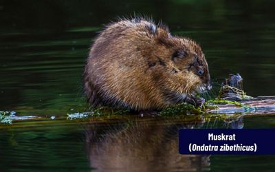 A brown furry muskrat sitting on a mostly submerged log. Its reflection can be seen in the water. 