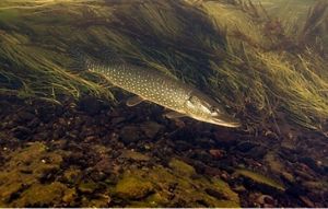 A long narrow fish underwater next to submerged vegetation. 