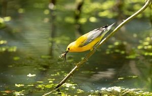 A bright yellow bird with a dragonfly in its beak is balanced on a thin branch over water dotted with green aquatic plants. 