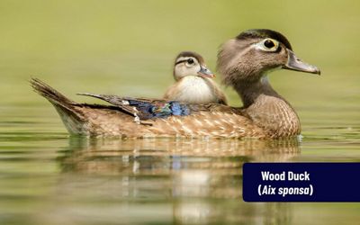 A female wood duck with a duckling on her back, floating in still water that is reflecting the greenery around it. 