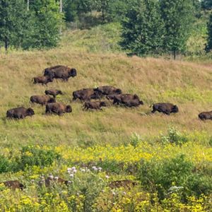 A herd of bison running through a yellow and green grassland with green trees in the background. 