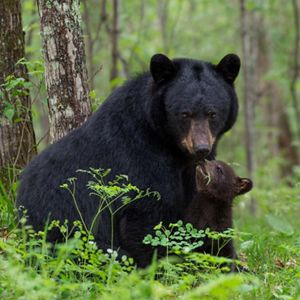A large female black bear sitting among green plants and trees with her cub next to her chest, touching its nose to her chin. 