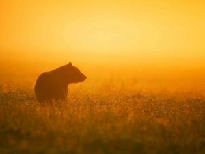 A black bear stands in an open grassy area, silhouetted against the sunset.