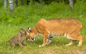 A bobcat kitten touches its nose to its mother's head. 