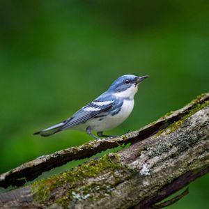 A male cerulean warbler sits in profile, facing to the right, on a mossy branch against a blurred green background. 