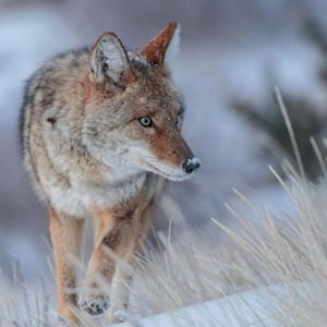 A coyote, with a little bit of snow on its nose, walking through the snow with dried, beige grass stalks poking up around it. 