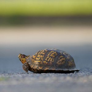 An Eastern box turtle crawling across pavement against a blurred background. 