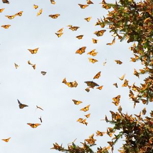 Several monarch butterflies in flight against the sky, with even more monarchs perched on tree branches to the right of the picture. 