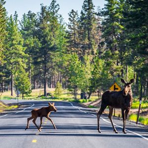 A moose and her calf crossing a road. 