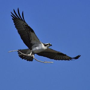 An osprey flying in a clear blue sky while carrying a large stick in its talons.