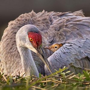 An adult sandhill crane sitting on the ground with a sandhill colt poking its head out from under the adult's wing. 