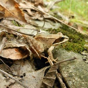 A small brown frog with darker brown eye patches on the forest floor among dead leaves and rocks. 