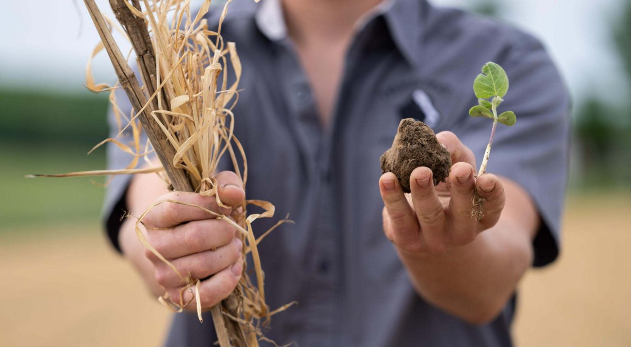 A person holds out corn stalks in one hand and a sprout with a clump of dirt in the other hand.