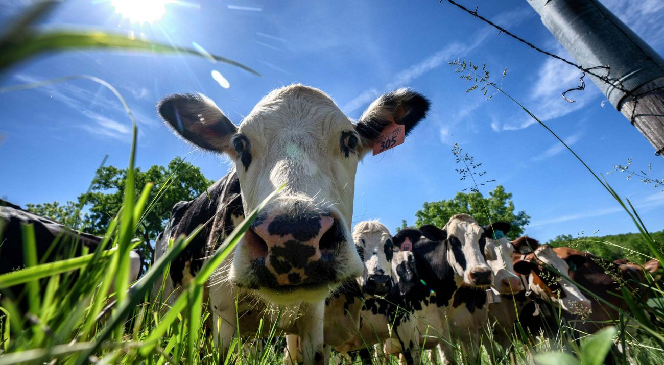 Close up of a dairy cow looking at the camera.