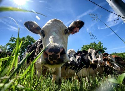 Dairy cows' faces.