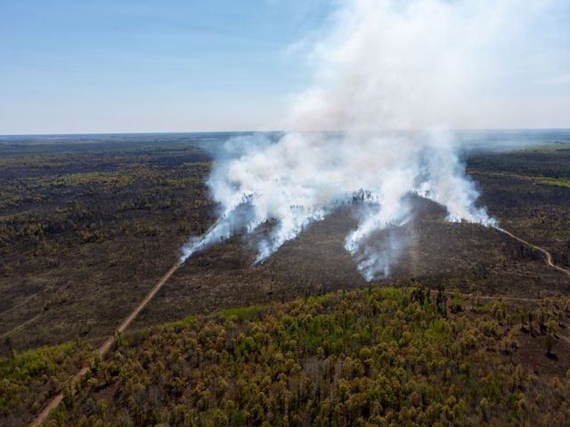 Aerial view of a prescribed burn in a woodland.