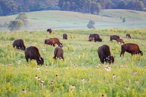 Bison browsing in a misty field with flowers at Nachusa Grasslands.