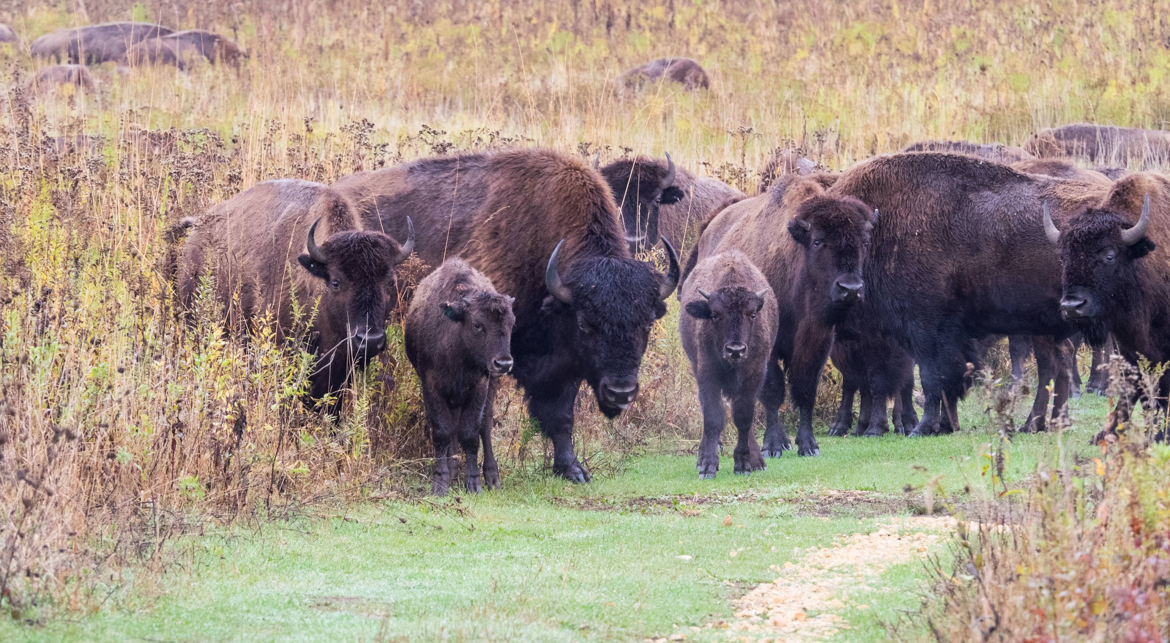 A group of about 10 adult and juvenile bison milling at the edge of a field.