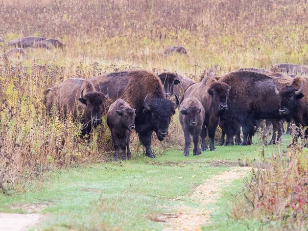 Bison in grasslands.