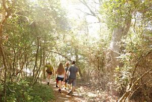 A group of people hiking through a lush bright forest.