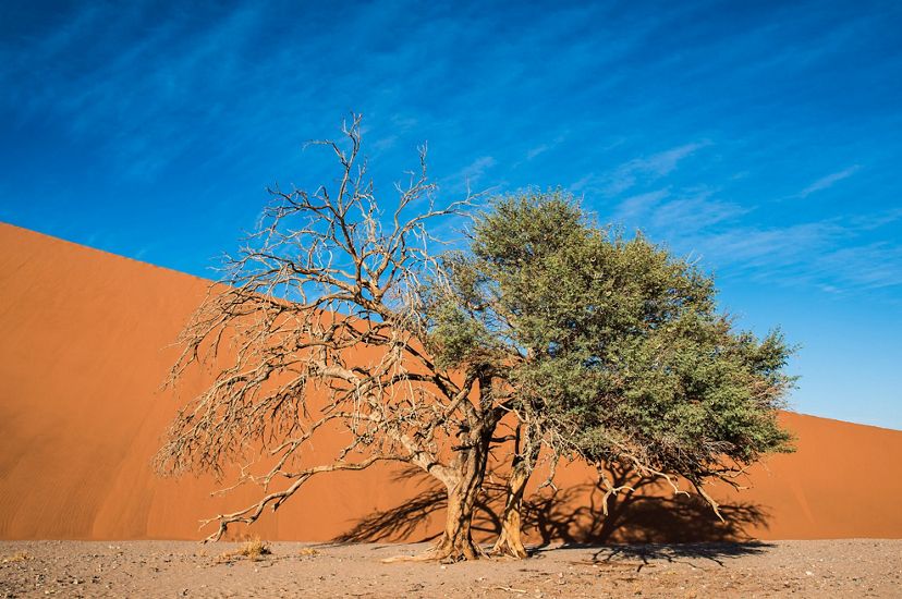 Uma árvore luta para sobreviver no deserto inclemente de Sossusvlei, Namibia. Esta foto foi inscrita no concurso de fotos da The Nature Conservancy de 2018.